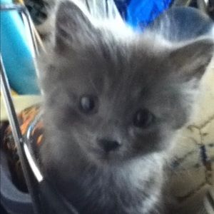 Meet your Posher, Darcie